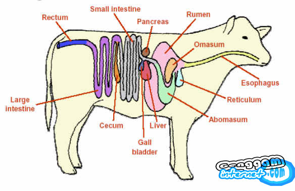 sapi.jpg